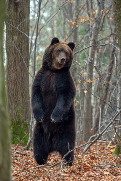 istock Bear standing on his hind legs in the autumn forest 1072168834