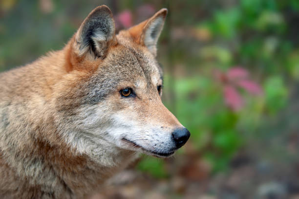 istock Portrait wolf in autumn forest 1072168836