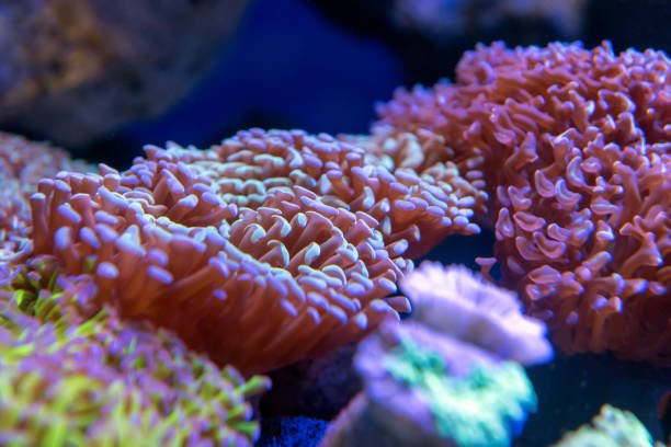 istock Underwater world fish aquarium 1072168848