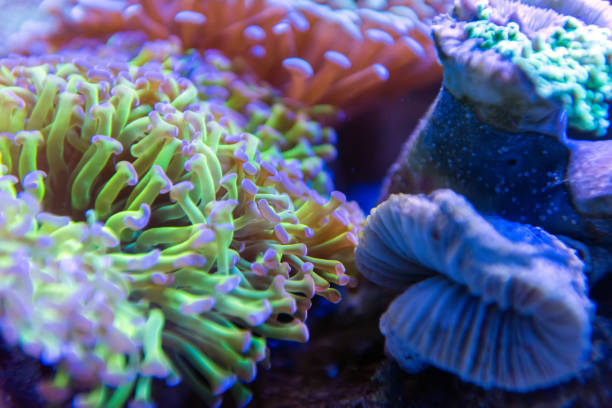 istock Underwater world fish aquarium 1072168850