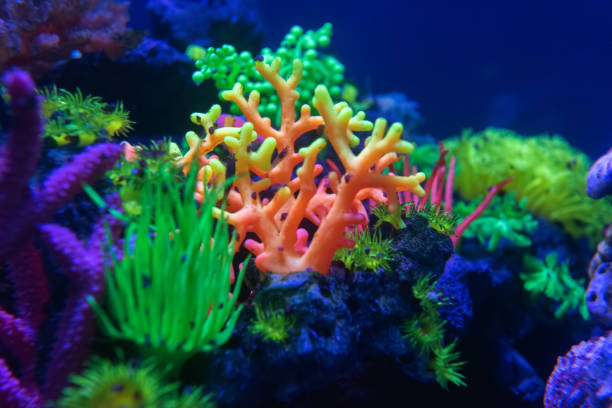 istock Underwater world fish Aquarium 1072168868