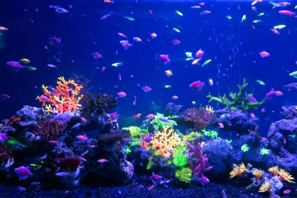 istock Underwater world fish Aquarium 1072168882