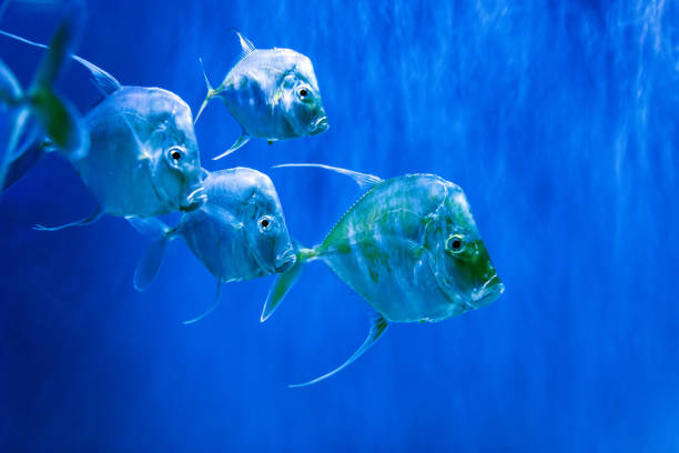 Silver Lookdown fish in aquarium Many Silver Lookdown fish in aquarium opah stock pictures, royalty-free photos & images