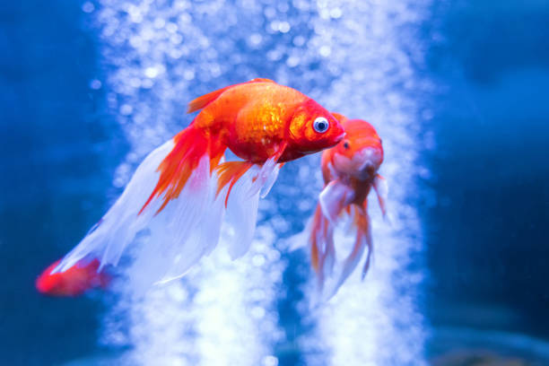 istock Gold fish in an aquarium 1072168896
