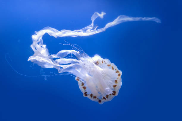 istock Chrysaora pacifica, poisionous jellyfish 1072168938