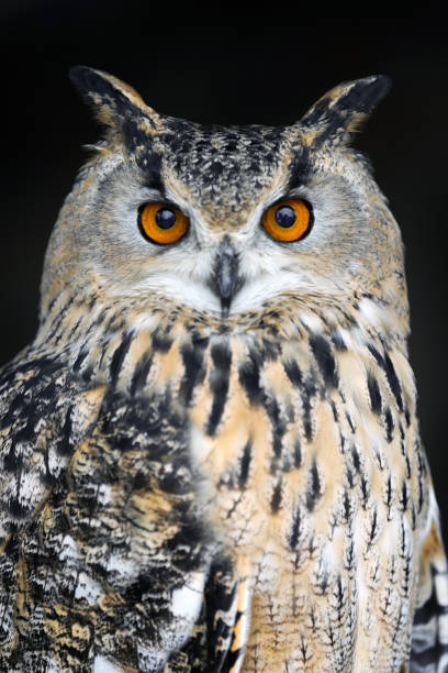 フクロウ肖像画を間近します。 - owl awe bird close up ストックフォトと画像