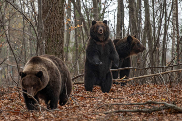 istock Bear standing on his hind legs in the autumn forest 1072168978