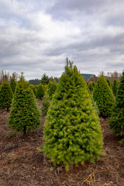 istock Grand Fir Christmas Tree Vertical 1072169262