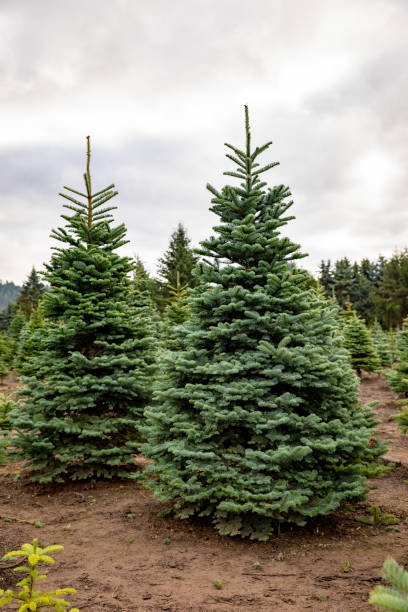 рождественская елка фермы рано утром в осенний сезон вертикаль 2 - noble fir стоковые фото и изображения