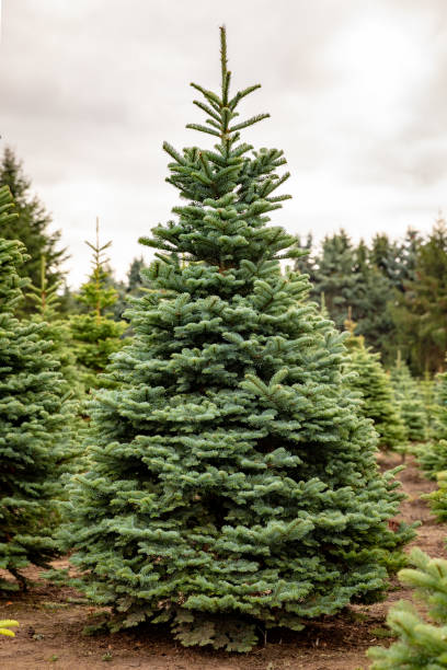 рождественская елка фермы рано утром в осенний сезон вертикаль 1 - noble fir стоковые фото и изображения