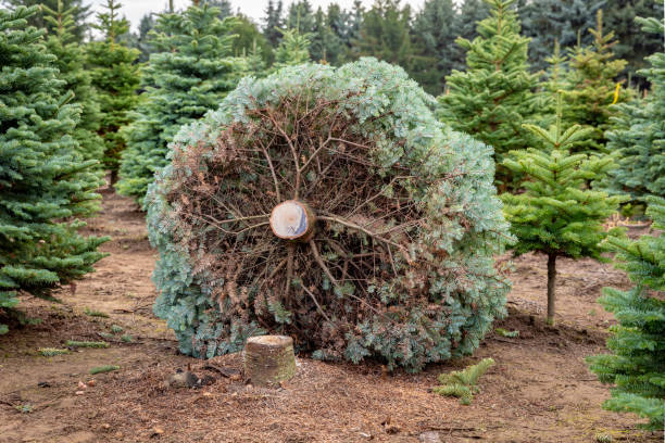 istock Christmas Tree Laying on the Ground After Recently Being Cut 1072169762