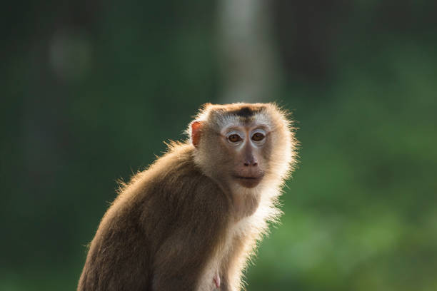 istock Monkey in the nature of thailand 1072170872
