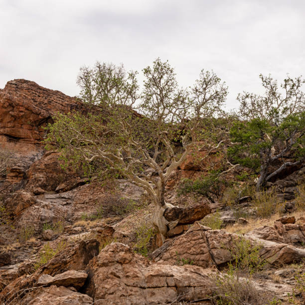 Large-leaved Rock Fig A Large-leaved Rock Fig tree in Limpopo bushveld photos stock pictures, royalty-free photos & images