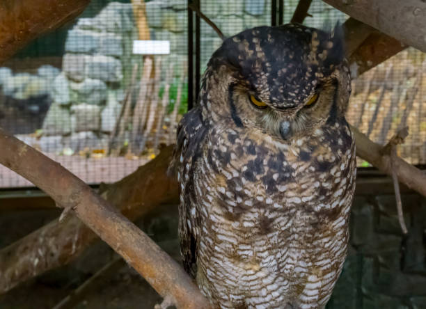 istock eared or horned owl making a very angry face and looking at the camera 1072173122