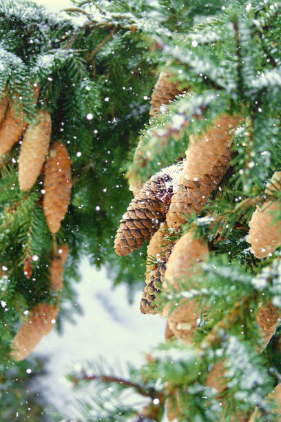 frozen pinetree