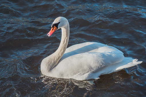 Beautiful white swan swims on the lake Silbersee