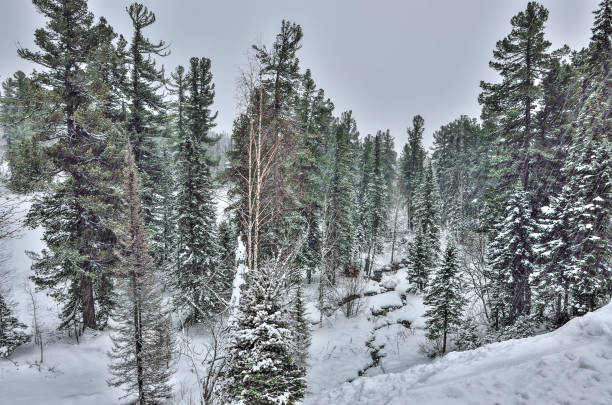 istock Heavy snowfall in the winter mountain coniferous forest 1072179428
