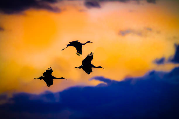 istock Three Sandhill cranes fly in silhouette against sunset sky in Bosque, New Mexico 1072182914