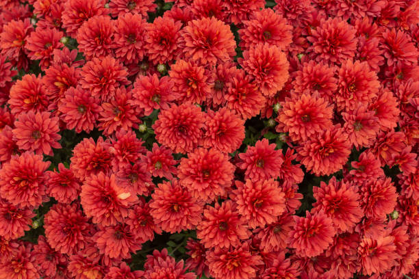 istock Red chrysanthemum flower background. 1072186084