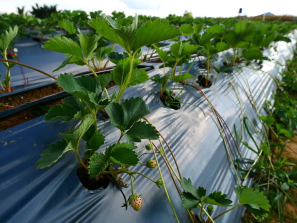 istock Strawberry farming 1072186260