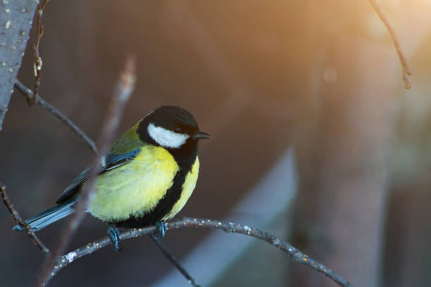 istock Great tit, Parus major sit on branch in winter forest 1072186492