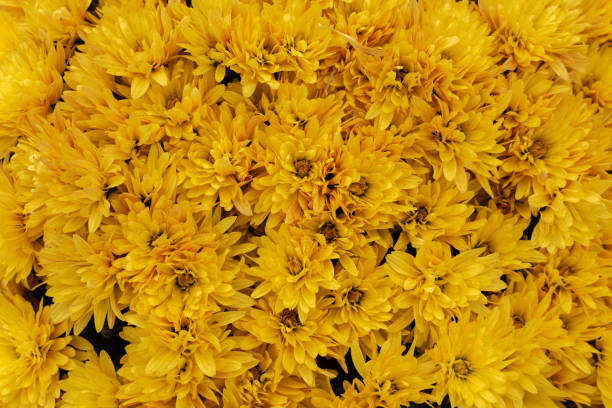 istock Yellow chrysanthemum flower background. 1072186508