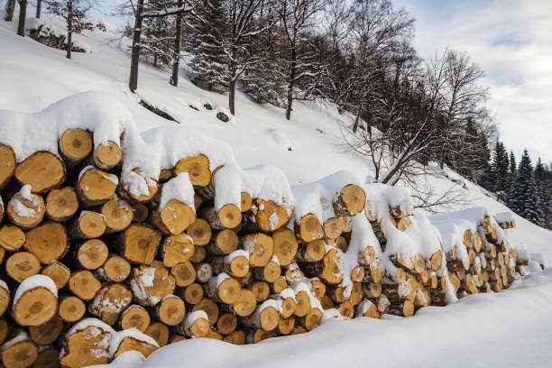 istock Firewood for the winter under the snow 1072187724