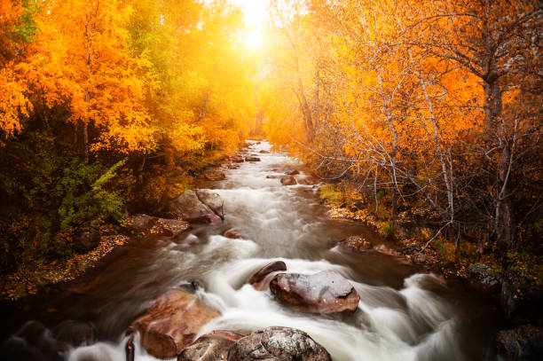 istock River in autumn forest at sunset. Altai, Russia. 1072188242