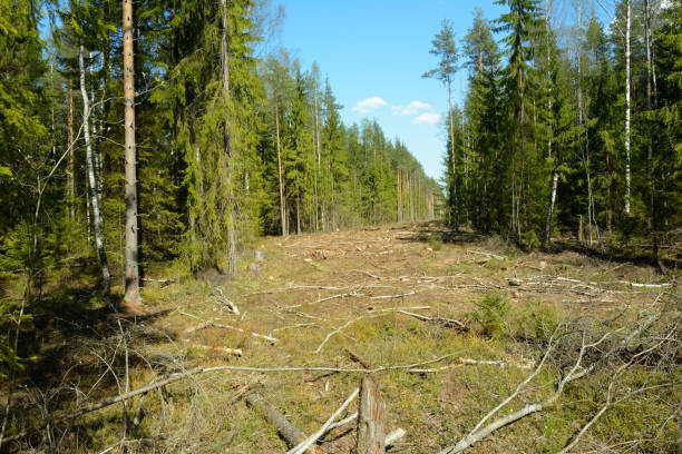 wide glade in the forest formed by cutting of trees - cutting tree moving down bark imagens e fotografias de stock