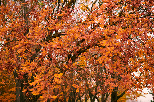 beautiful rowan trees in the autumn season