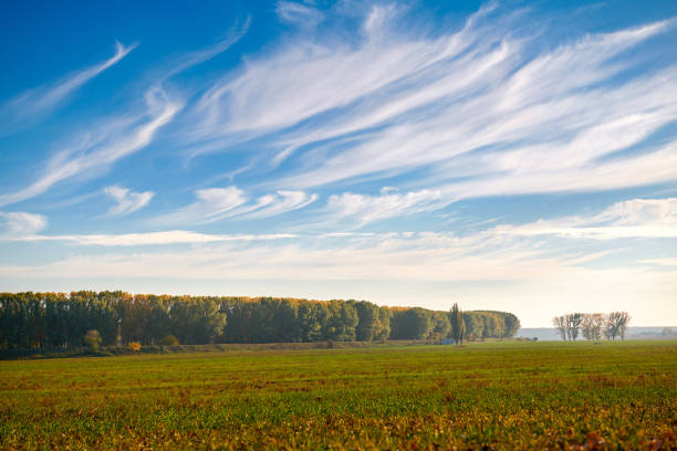 beautiful sky, field and forest in far in autumn season, bright sunlight and cirrus clouds beautiful sky, field and forest in far in autumn season, bright sunlight and cirrus clouds cirrus stock pictures, royalty-free photos & images
