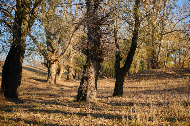 beautiful trees in the autumn forest, bright sunlight at sunset