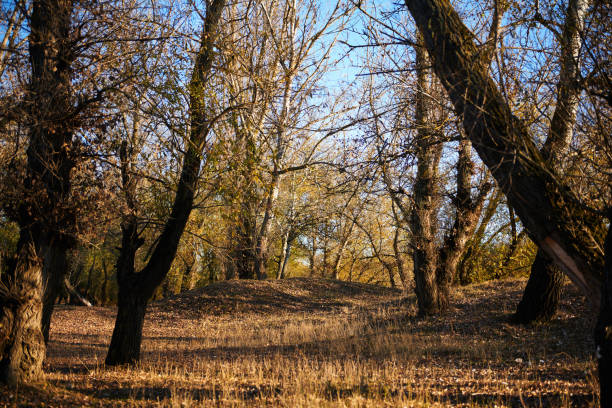 beautiful trees in the autumn forest, bright sunlight at sunset