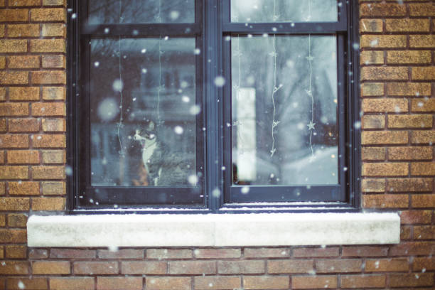 istock Cat at a window with snow falling and Christmas light 1072191982