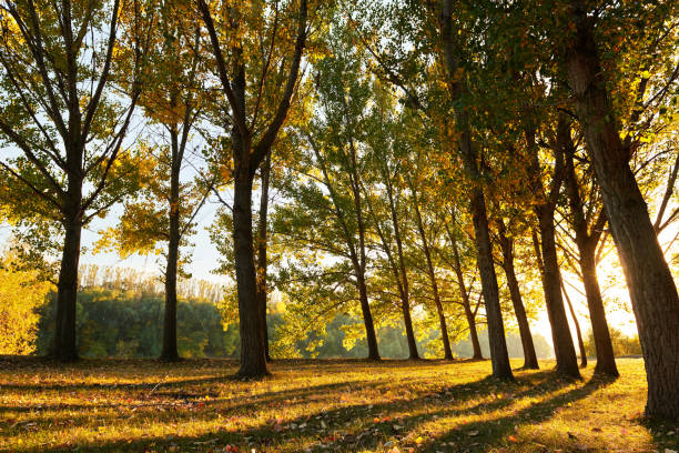 istock beautiful trees in the autumn forest, bright sunlight at sunset 1072192066