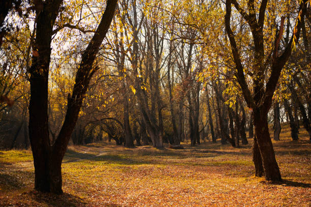 beautiful trees in the autumn forest,bright sunlight at day