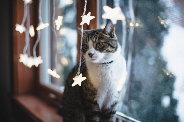 istock Cat by a window with christmas light decoration 1072192230