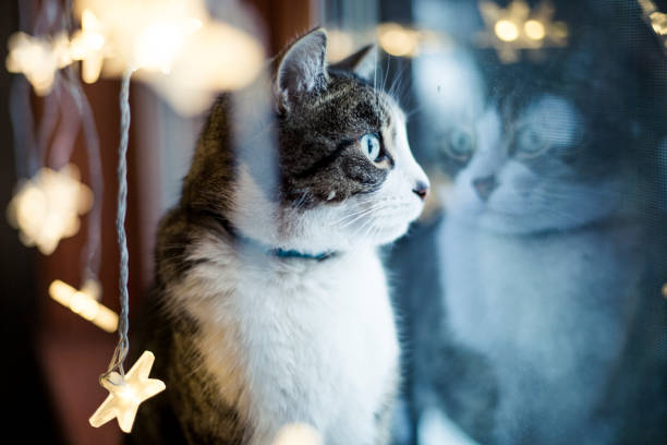 Christmas, domestic cat, christmas light, christmas decoration