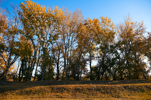 beautiful trees in the autumn season,bright sunlight at day
