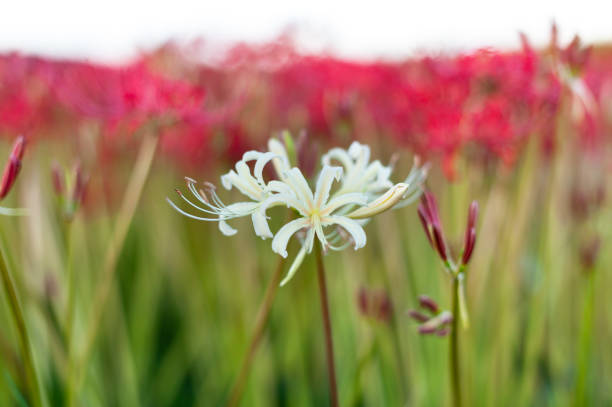 The anthers and filaments of a Amaryllis flower.