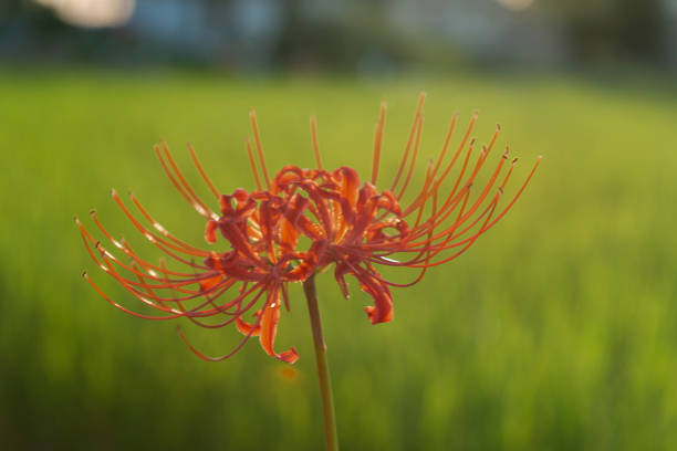 Red spider lilly , equinox flower ,considered symbol of the autumn equinox in Japan.