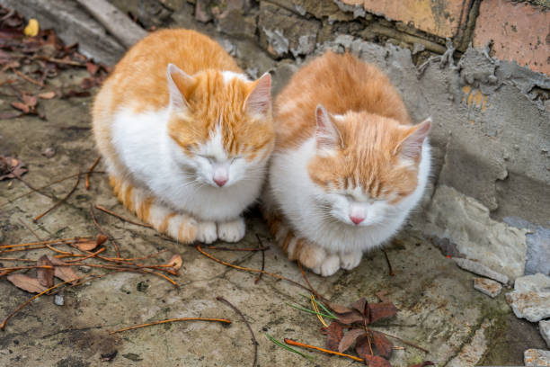 istock Two cute homeless white and red kitten sitting on ground against 1072197514