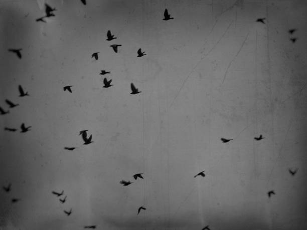 istock a digitally processed vintage type monochrome image of a flock of black crows against a dark sky 1072197834