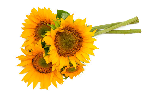 istock sunflowers isolated on white background 1072200600