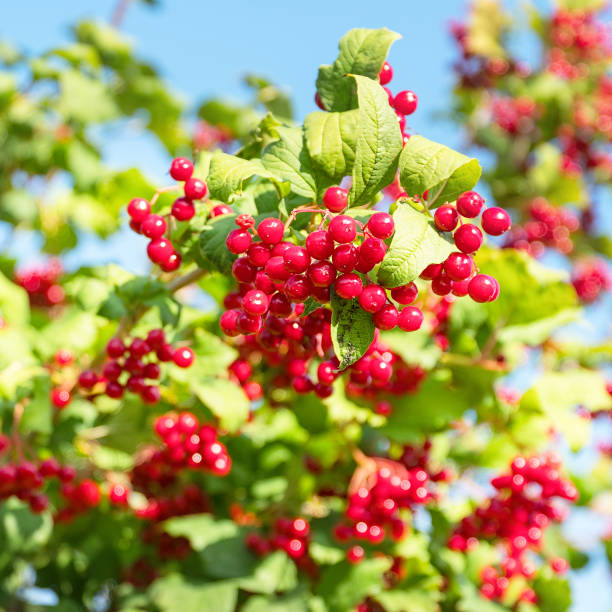 istock Bunches of viburnum on a Bush 1072201558