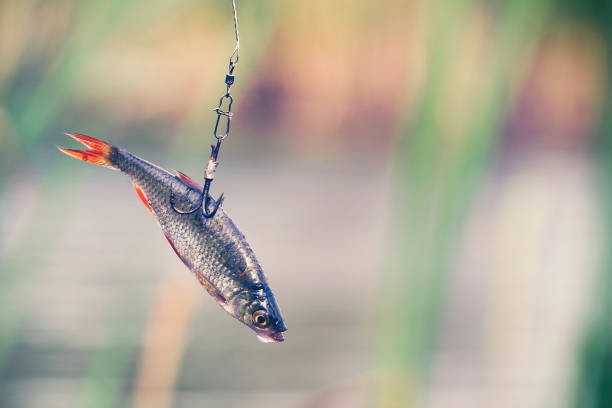 istock Live bait for pike fishing 1072201596