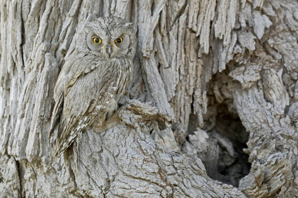 Natures Camouflage Stock Photo - Download Image Now - iStock Natures Camouflage Stock Photo - Download Image Now - iStock