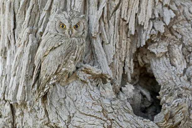 Nature's Camouflage (Pallid scops owl or striated scops owl.) The camouflage and concealment strategies of various animal species have been widely studied, but scientists from Exeter and Cambridge universities have discovered that individual wild birds adjust their choices of where to nest based on their specific patterns and colours.

"This is not a species-level choice.

"Individual birds consistently sit in places that enhance their own unique markings, both within a habitat, and at a fine scale with regards to specific background sites."
individual birds chose backgrounds that enhanced their camouflage to the visual systems of their main predators -- being better matched to their chosen backgrounds than to other places nearby.

The researchers say it is not yet clear how individuals choose places to suit their appearance.

"It could be that somehow they 'know' what they look like and act accordingly," Professor Stevens said.

"They may look at themselves, their eggs and the background and judge whether it's a good place to nest, or learn over time about what kinds of places their eggs escape being eaten."

In frame : 

Pallid scops owl or striated scops owl.


Owing to its small body size, the pallid scops-owl mainly feeds upon insects, such as beetles, moths, locusts and mole crickets. Nevertheless, it is also capable of taking small mammals, such as rodents, shrews and bats, along with small birds and lizards. This species typically hunts from a perch, swooping down to pluck prey from branches or the ground, but may also catch aerial prey on the wing. While the pallid scops-owl is predominantly a nocturnal hunter, it has also been observed foraging in the morning and afternoon. camouflage stock pictures, royalty-free photos & images