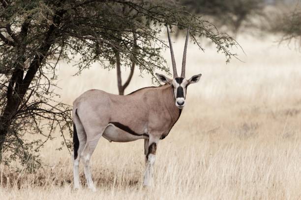 áfrica oriental orix (oryx beisa) ou beisa, no parque nacional de awash - oryx - fotografias e filmes do acervo