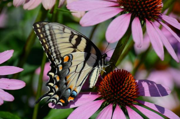 istock Tiger Swallowtail Butterfly Visiting Cone Flower Blossom 1072215230